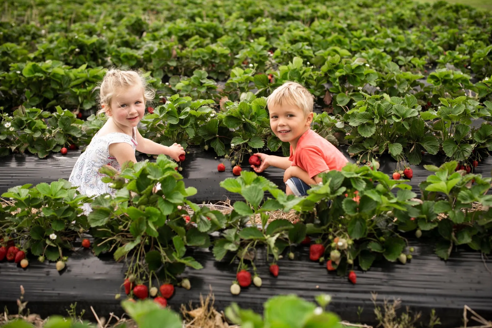 Berry picking at Julians Berry Farms