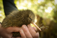 Kiwi chick release in Ohope Scenic Reserve